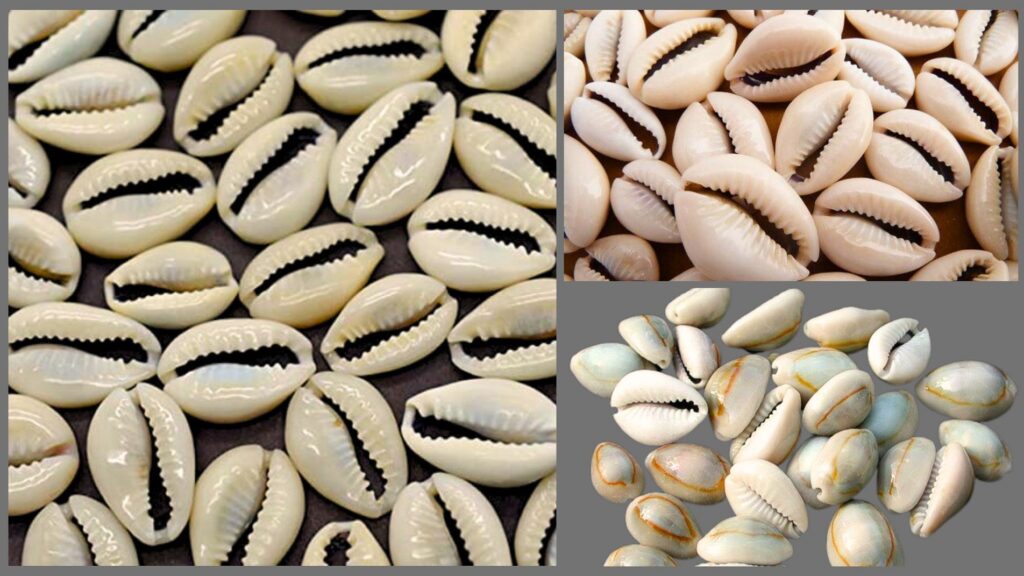 Ego Ayoro - Cowry Used in Igbo land and in Africa